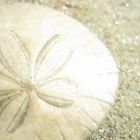 Sanddollar