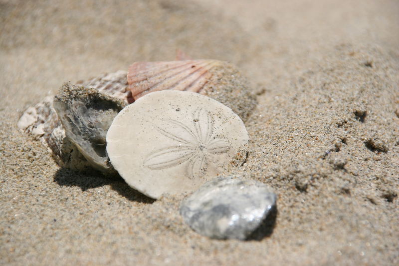 Sanddollar