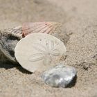 Sanddollar