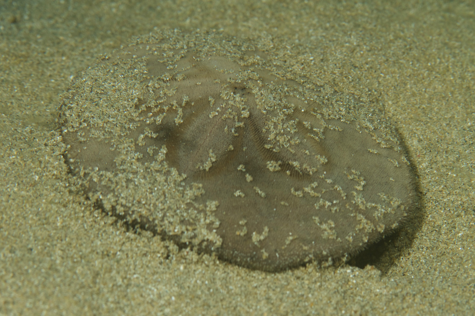 Sanddollar