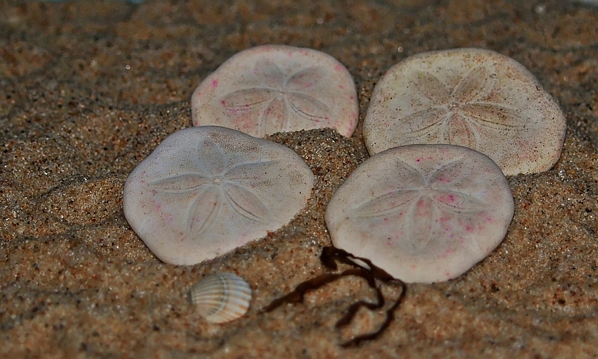 Sanddollars