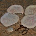 Sanddollars