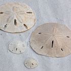 Sanddollars...