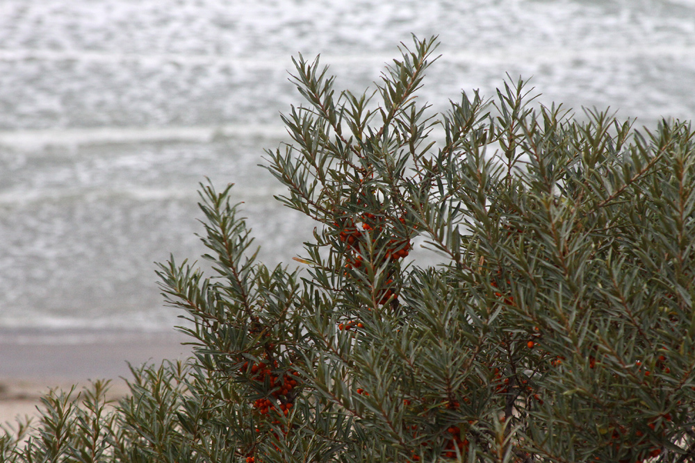 Sanddorn am Meer