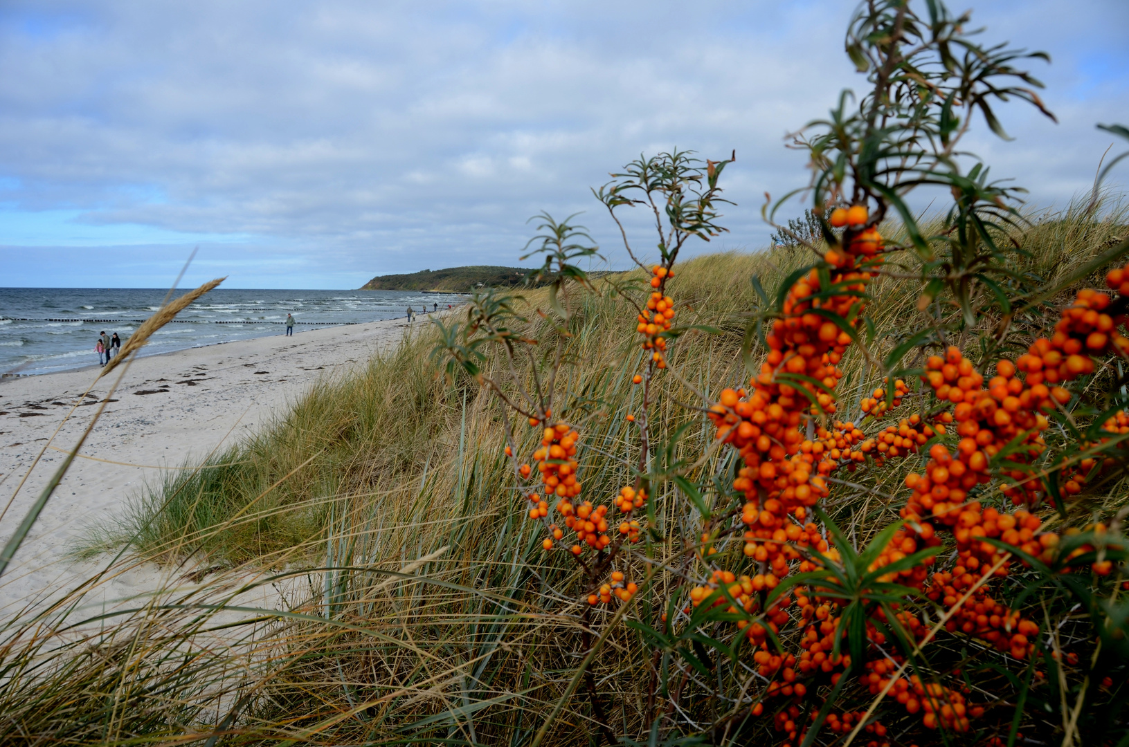 Sanddorn am Strand