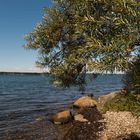 Sanddorn an der Ostsee