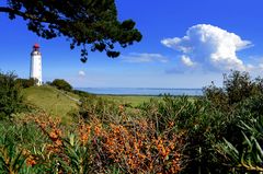 Sanddorn auf der Insel Hiddensee 