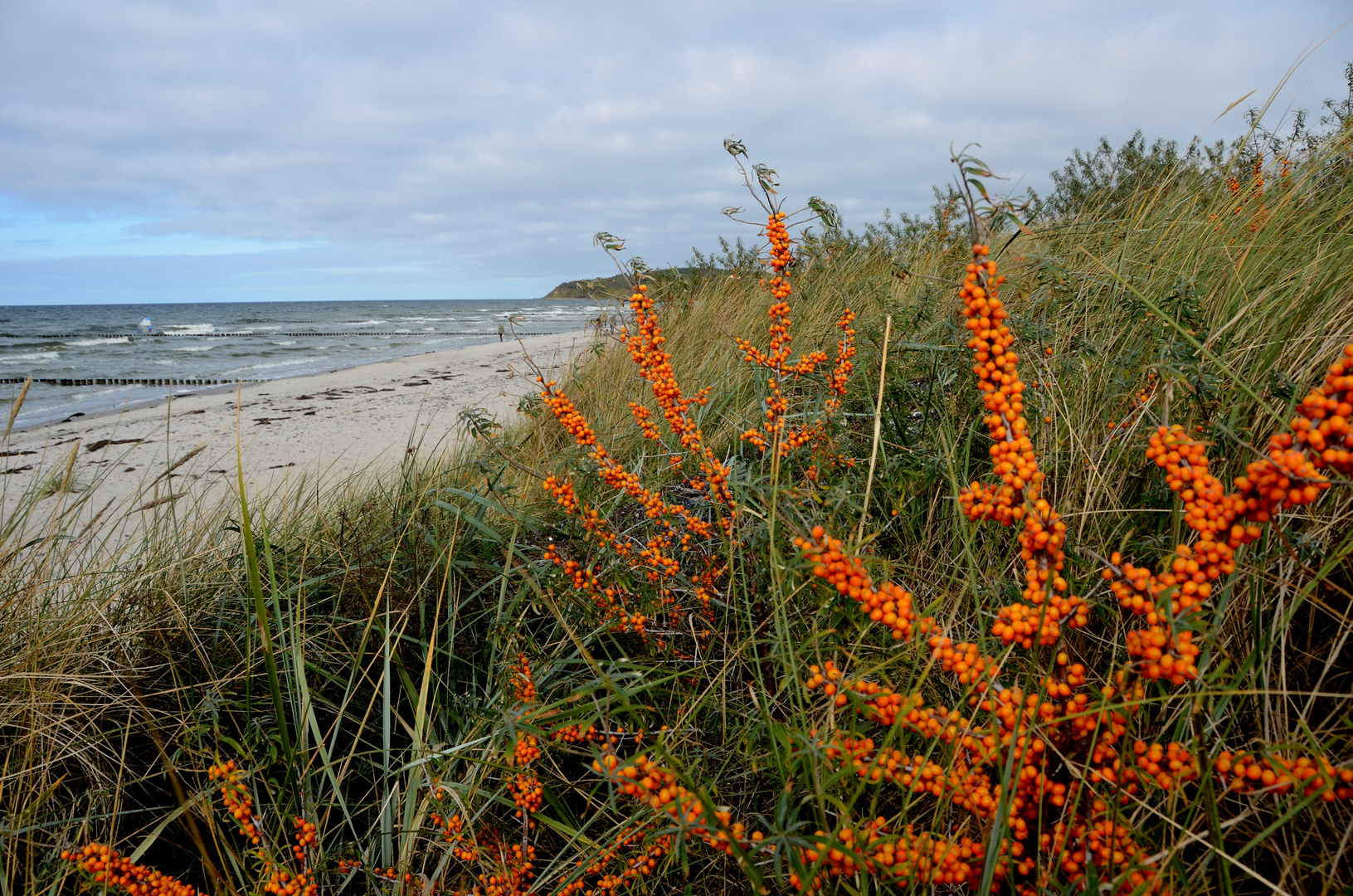 Sanddorn auf Hiddensee