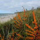 Sanddorn auf Hiddensee