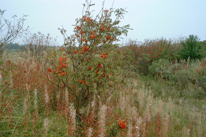 Sanddorn auf Spiekeroog