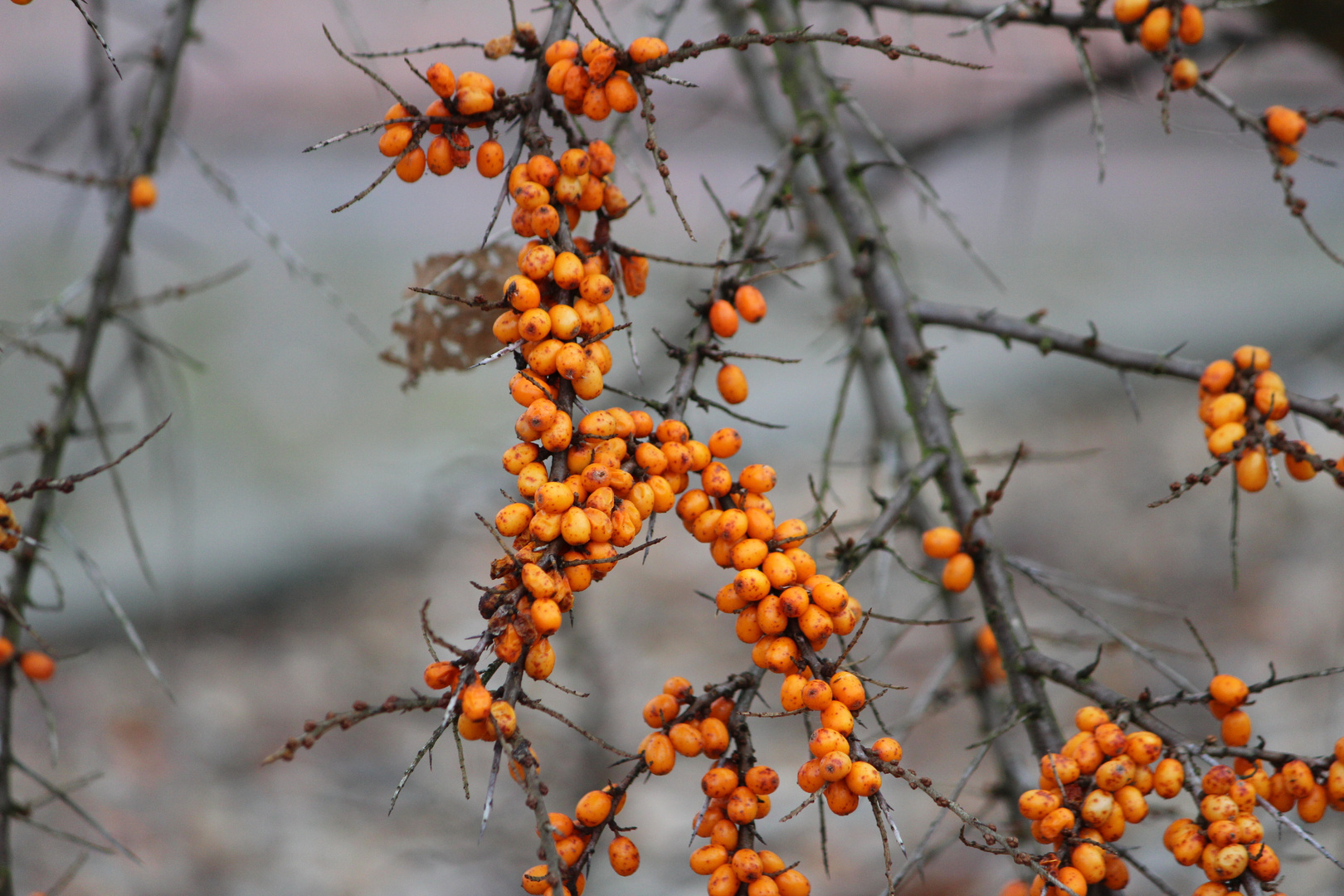 Sanddorn....... Foto &amp; Bild | meer, natur, pflanzen Bilder auf ...