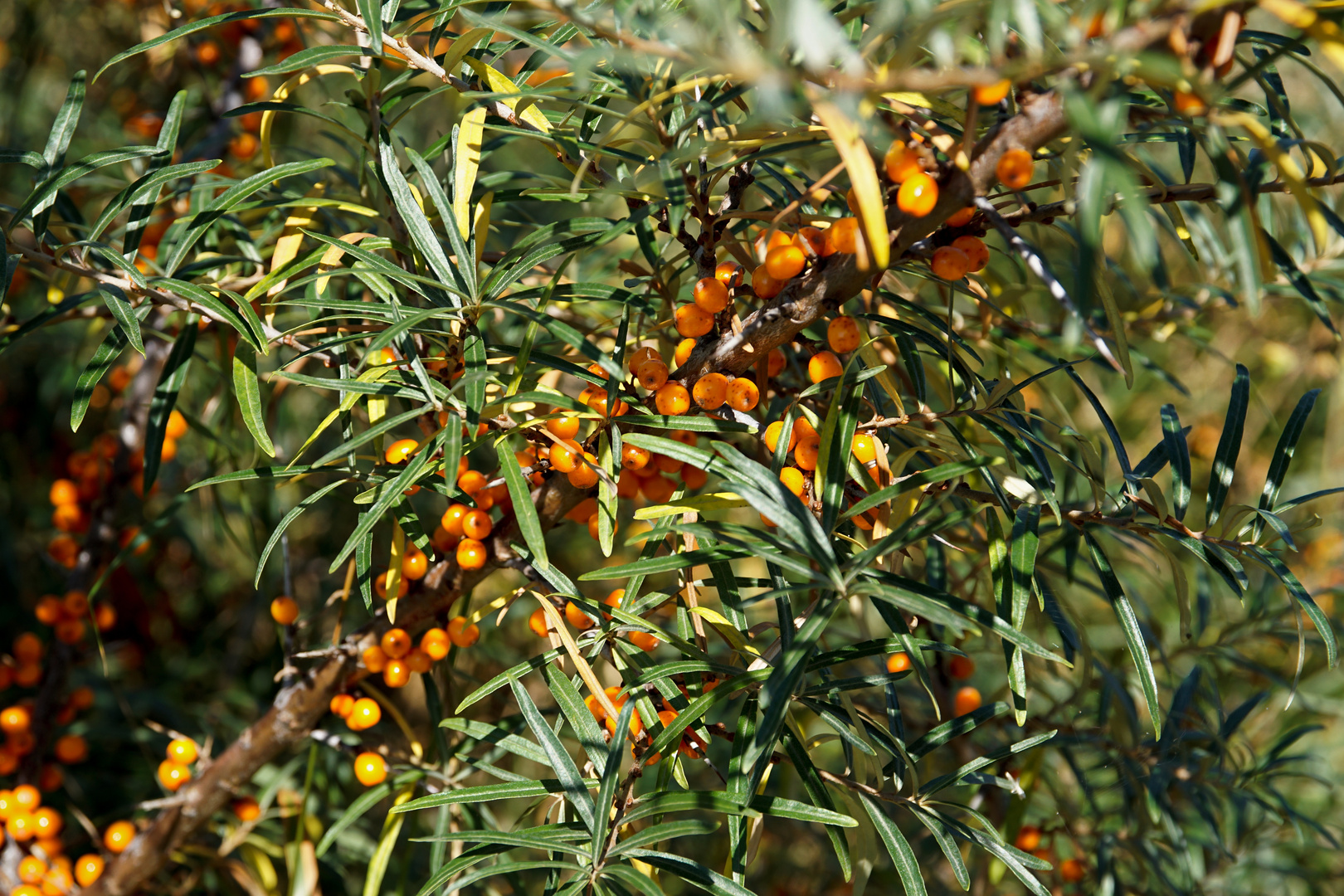 Sanddorn (Hippophae rhamnoides)