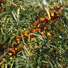 Sanddorn (Hippophae rhamnoides)