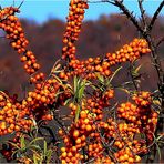 Sanddorn (Hippophae rhamnoides)