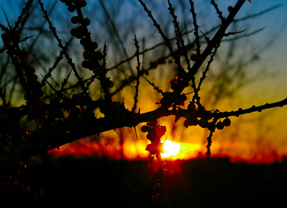 Sanddorn im Abendrot...