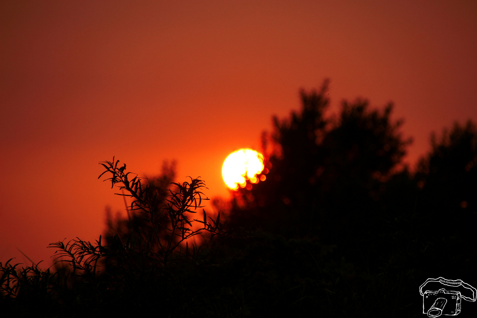 Sanddorn im Sonnenuntergang