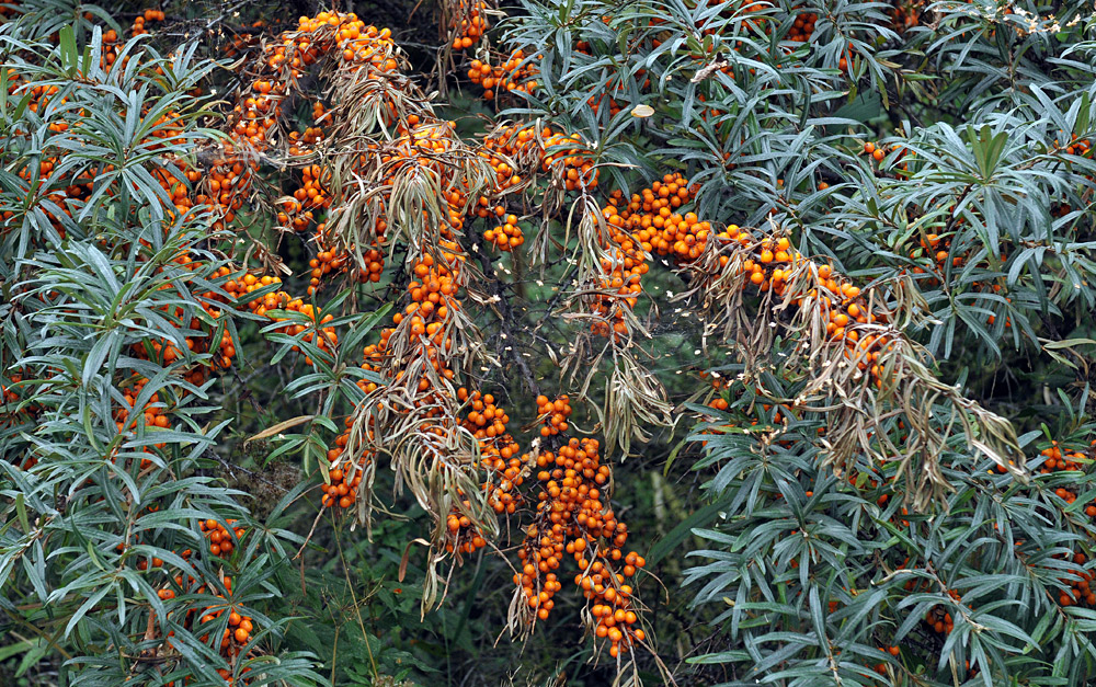 Sanddorn: Leuchtpunkte im Herbst 01