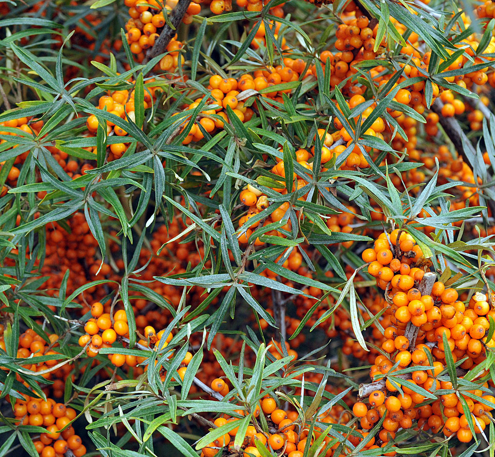 Sanddorn: Leuchtpunkte im Herbst 02