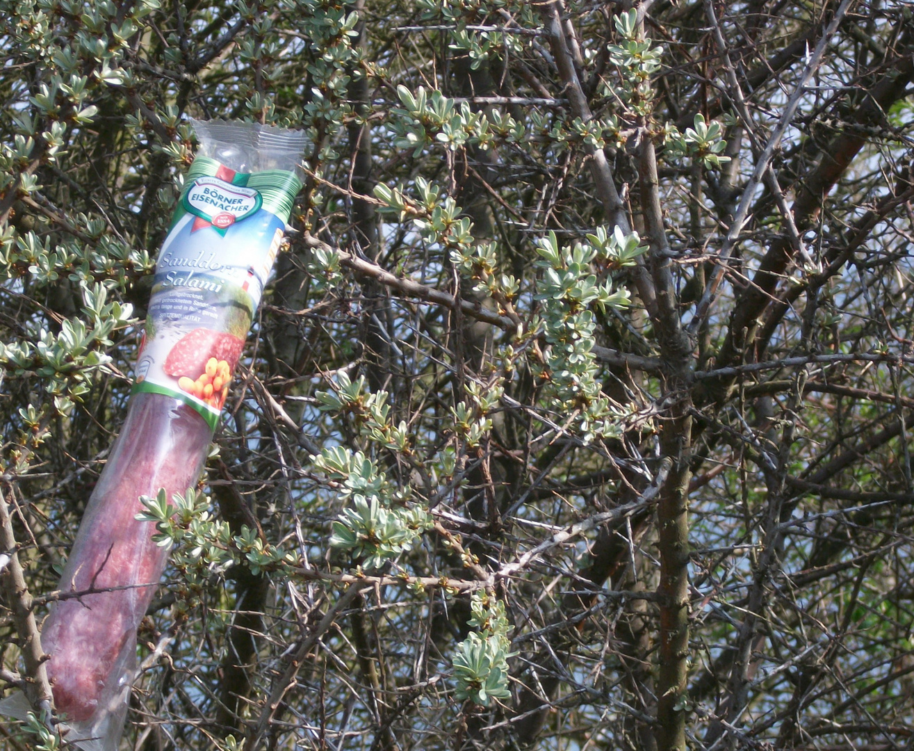 Sanddorn-Salami im Sanddorn-Busch.