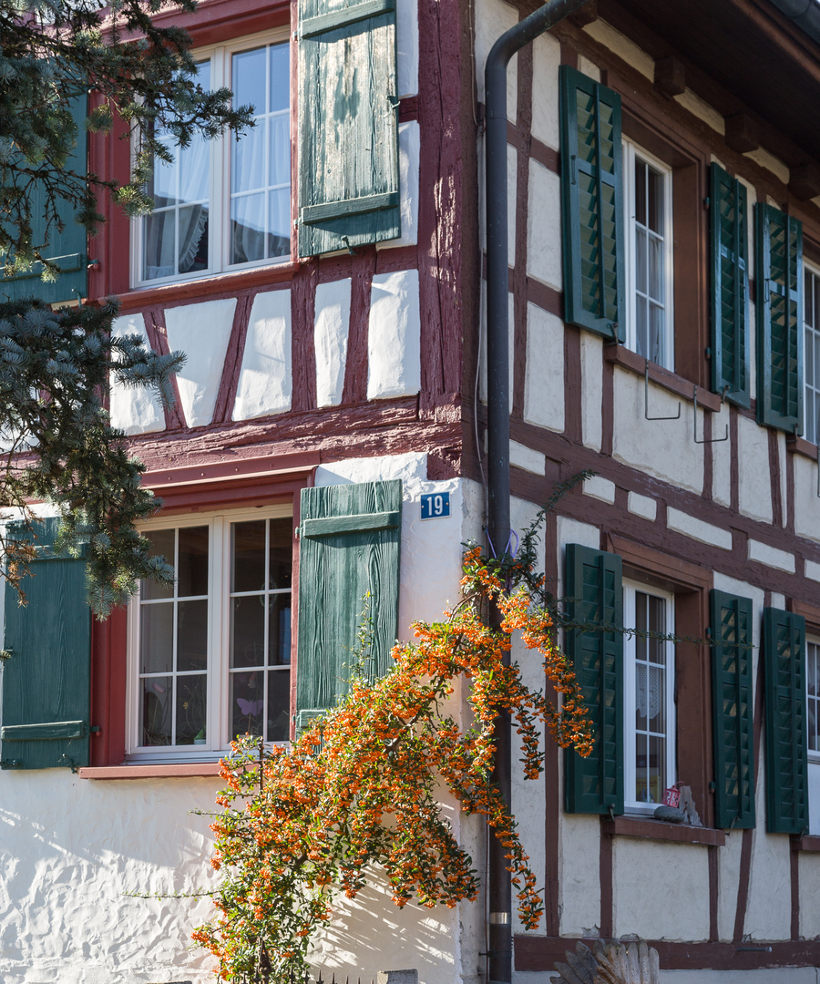 Sanddorn vor Fachwerk