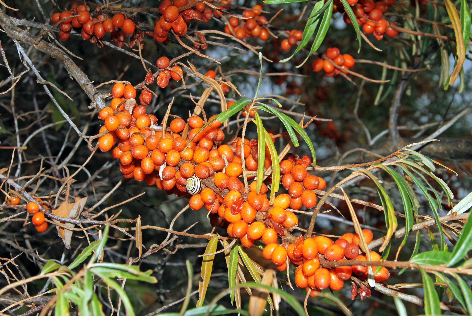 Sanddornbeeren