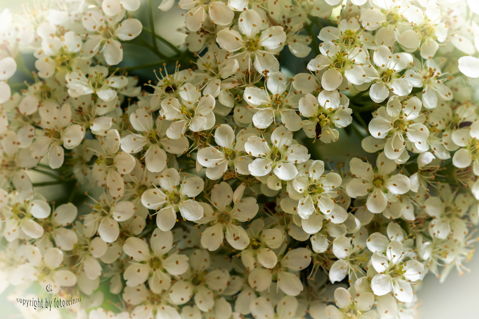 Sanddornblüten