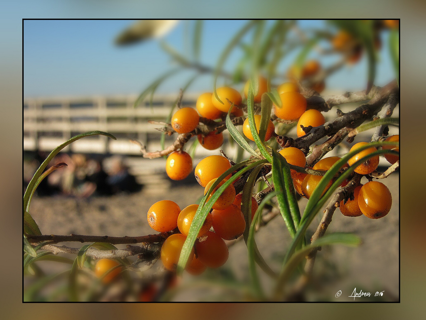 Sanddorn....ein schöner Herbsttag am Meer