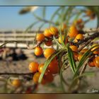 Sanddorn....ein schöner Herbsttag am Meer