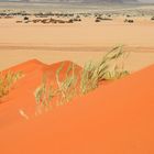 Sanddüne am Sossusvlei in Namibia