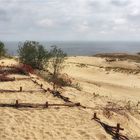 Sanddüne auf der Kuhrischen Nehrung