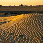 Sanddüne im letzten Abendlicht