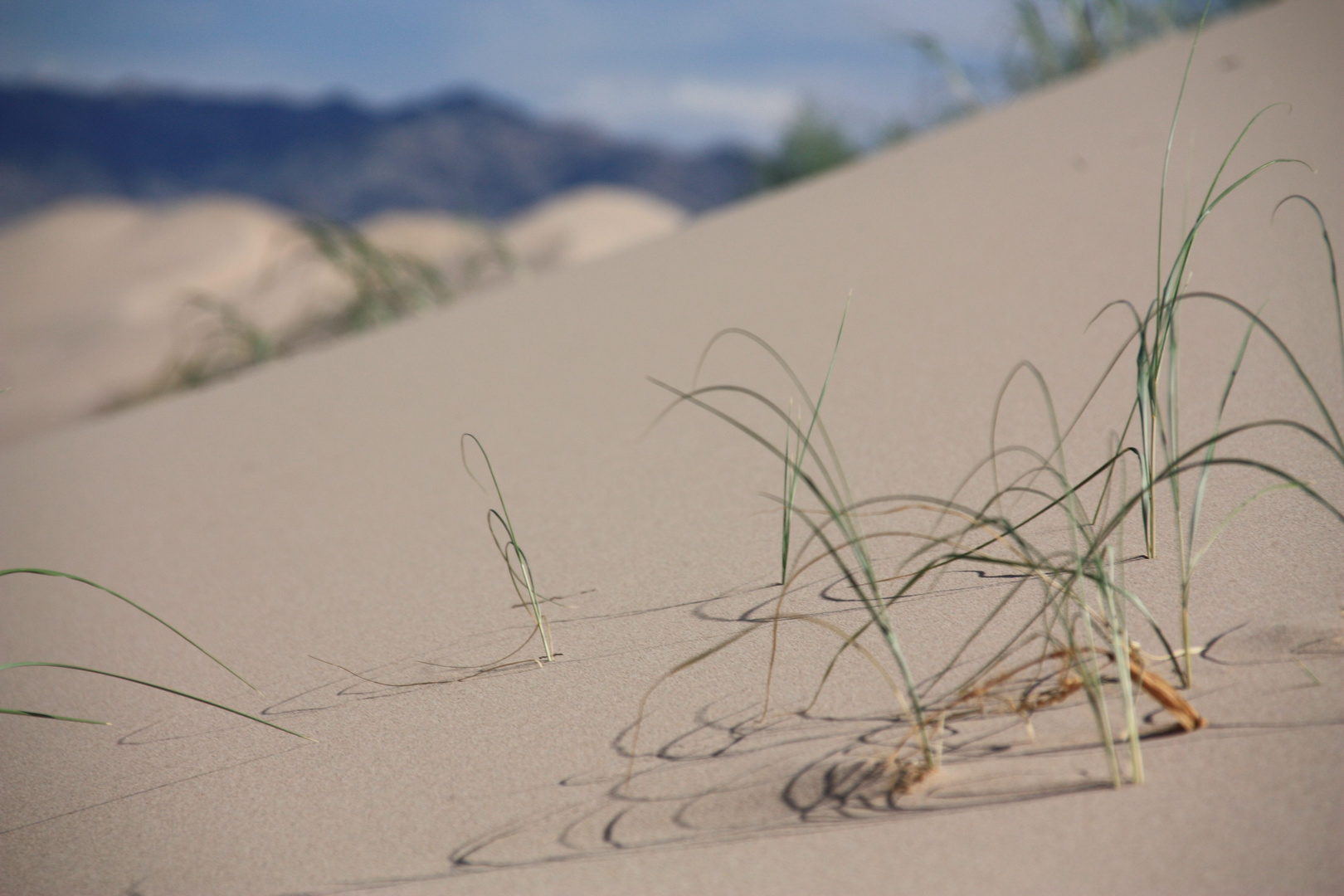 Sanddüne in der Mongolei