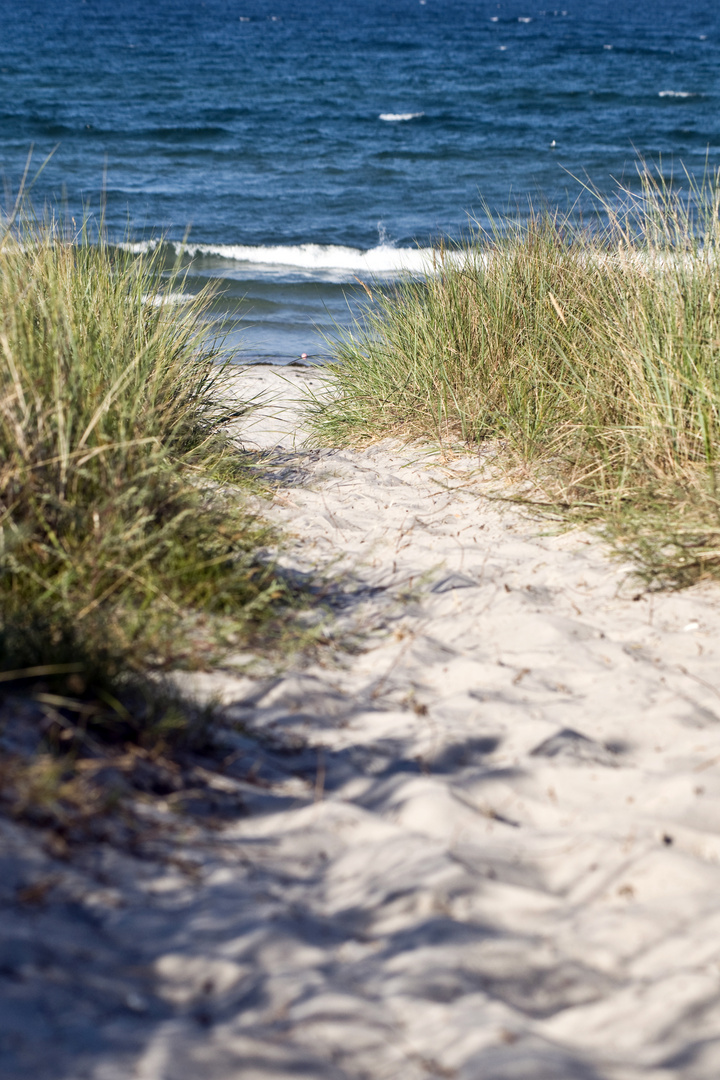 Sanddüne - Strand - Insel Rügen