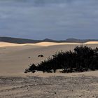 Sanddünen bei Coralejo