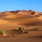 Sanddünen bei Erfoud Marokko