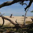 Sanddünen in der Hogue Veluwe