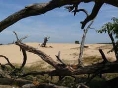 Sanddünen in der Hogue Veluwe