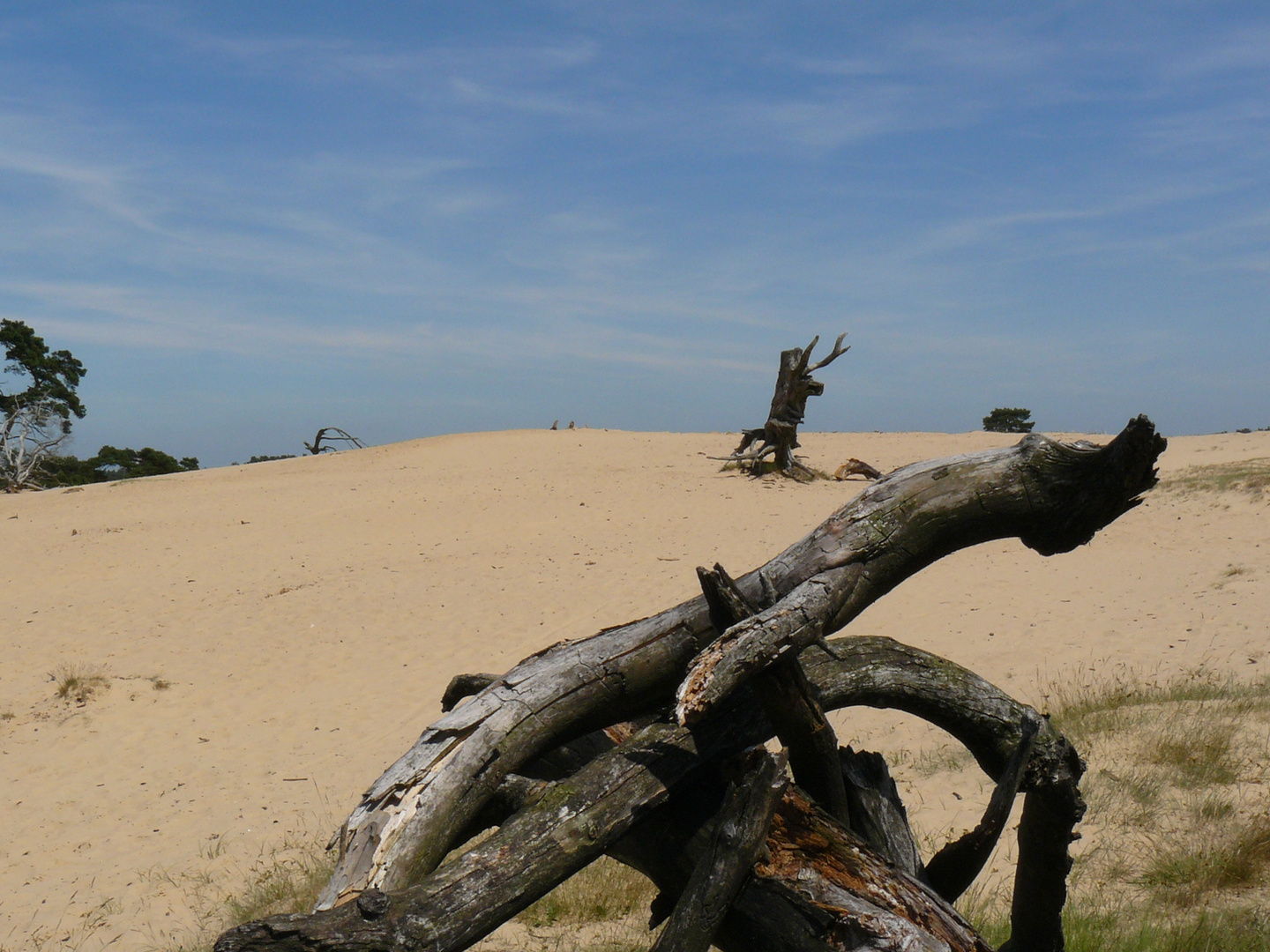 Sanddünen in der Hogue Veluwe