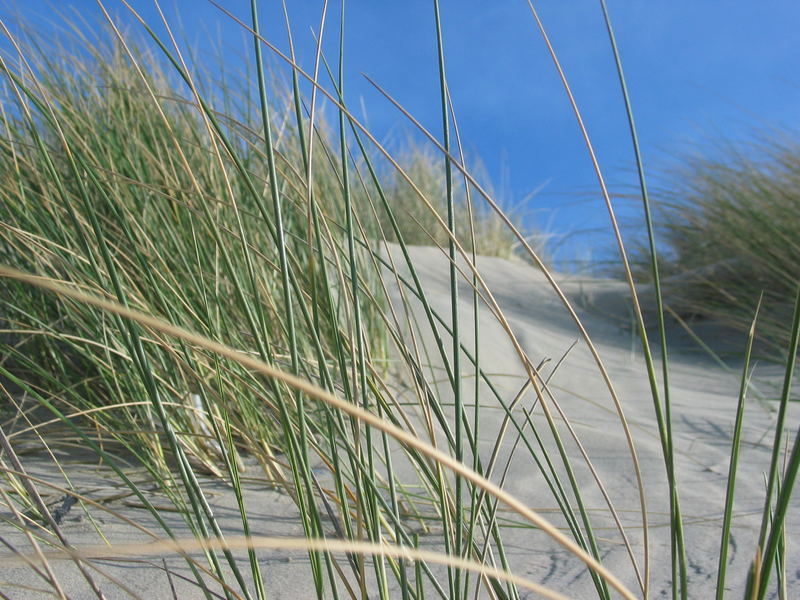 Sanddünen in Holland