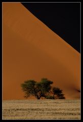 Sanddünne mit Baum