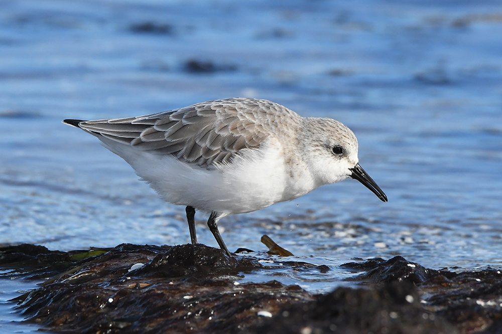 Sanderling 