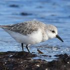 Sanderling 