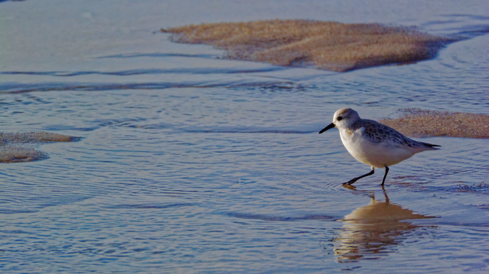 Sanderling