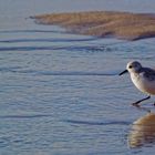 Sanderling