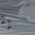 Sanderling