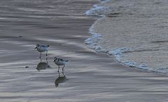 Sanderling