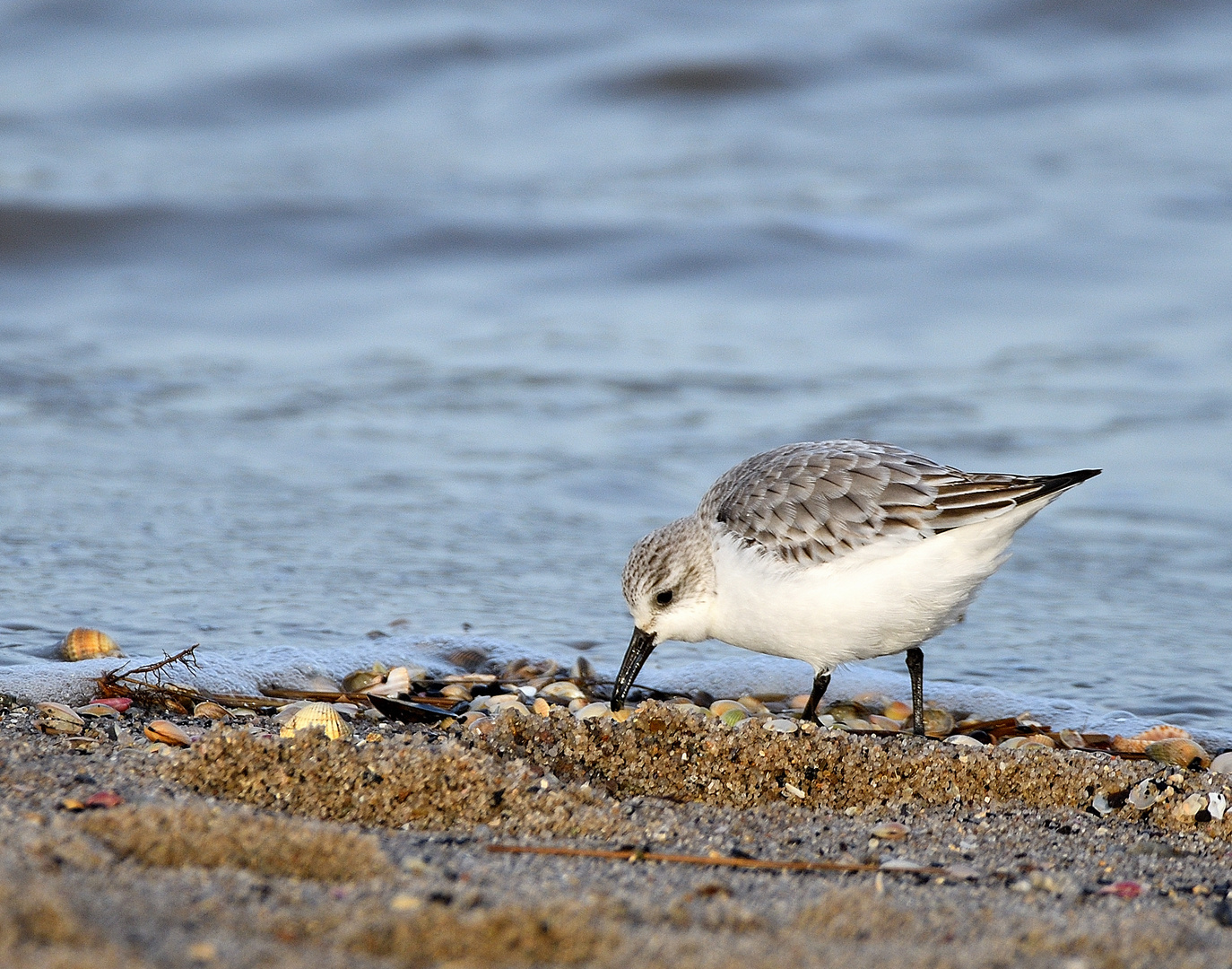 Sanderling