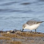 Sanderling