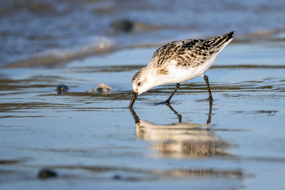 Sanderling...