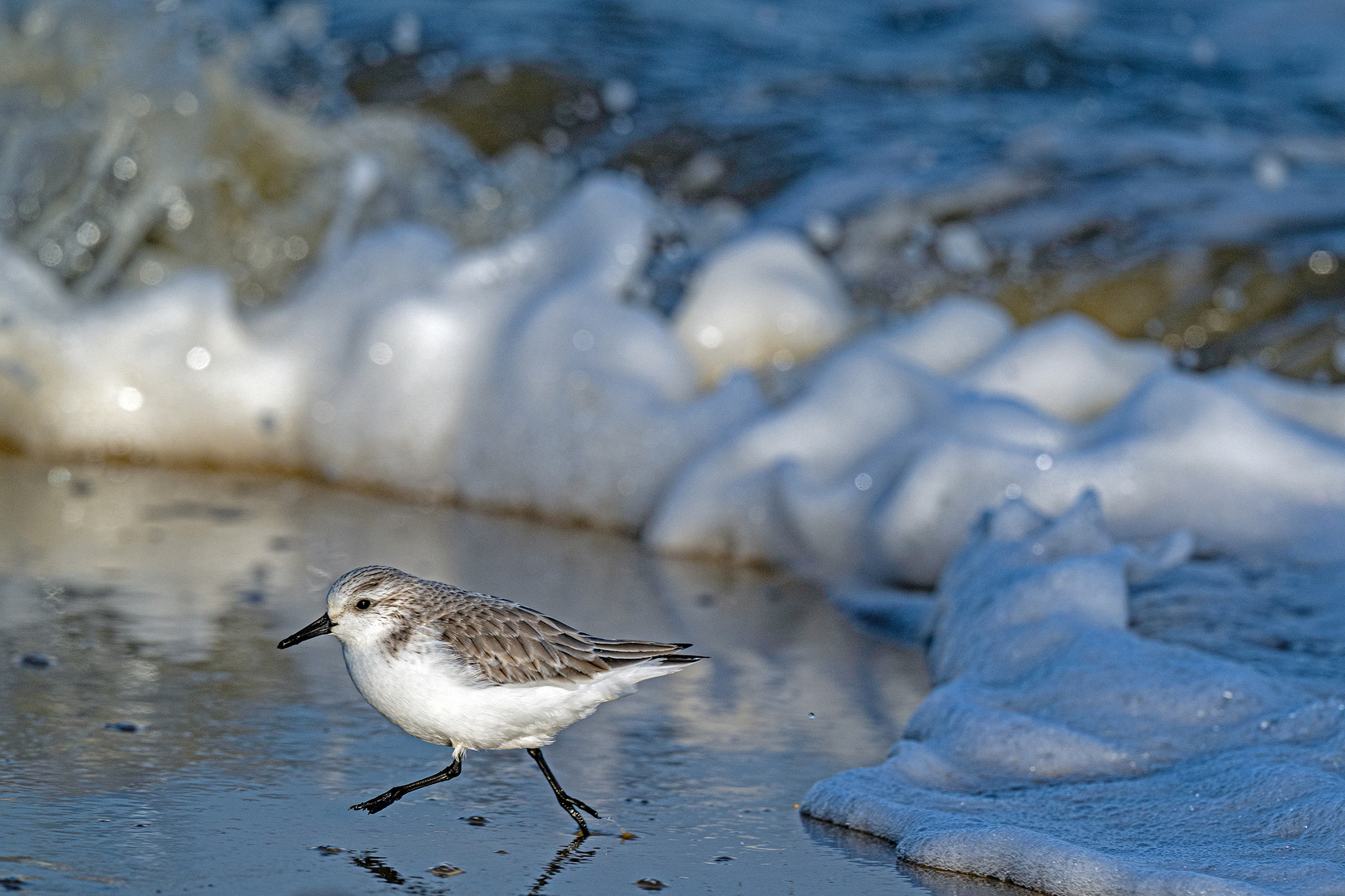 Sanderling 